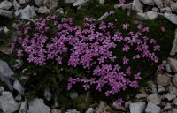 Moss Campion (probably)